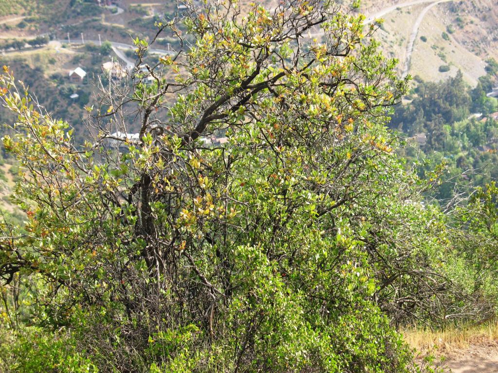 Foto de El Arrayán, Chile