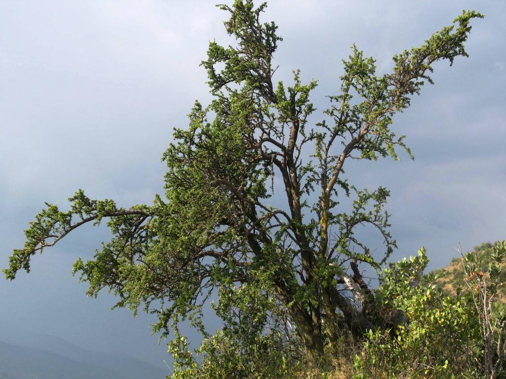 Foto de El Arrayán, Chile