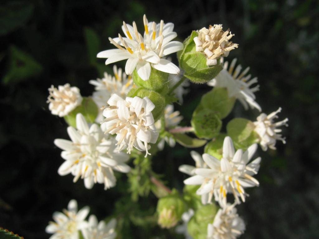 Foto de El Arrayán, Chile