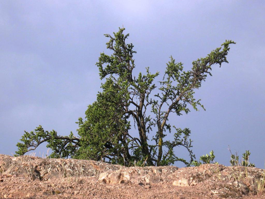 Foto de El Arrayán, Chile