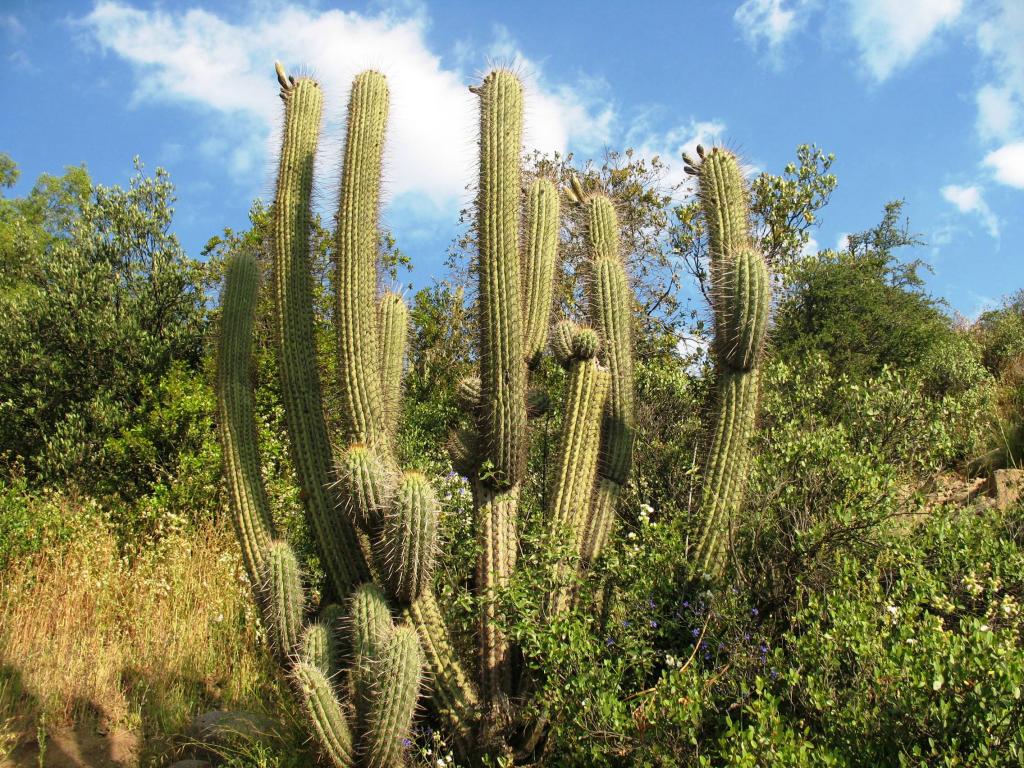 Foto de El Arrayán, Chile