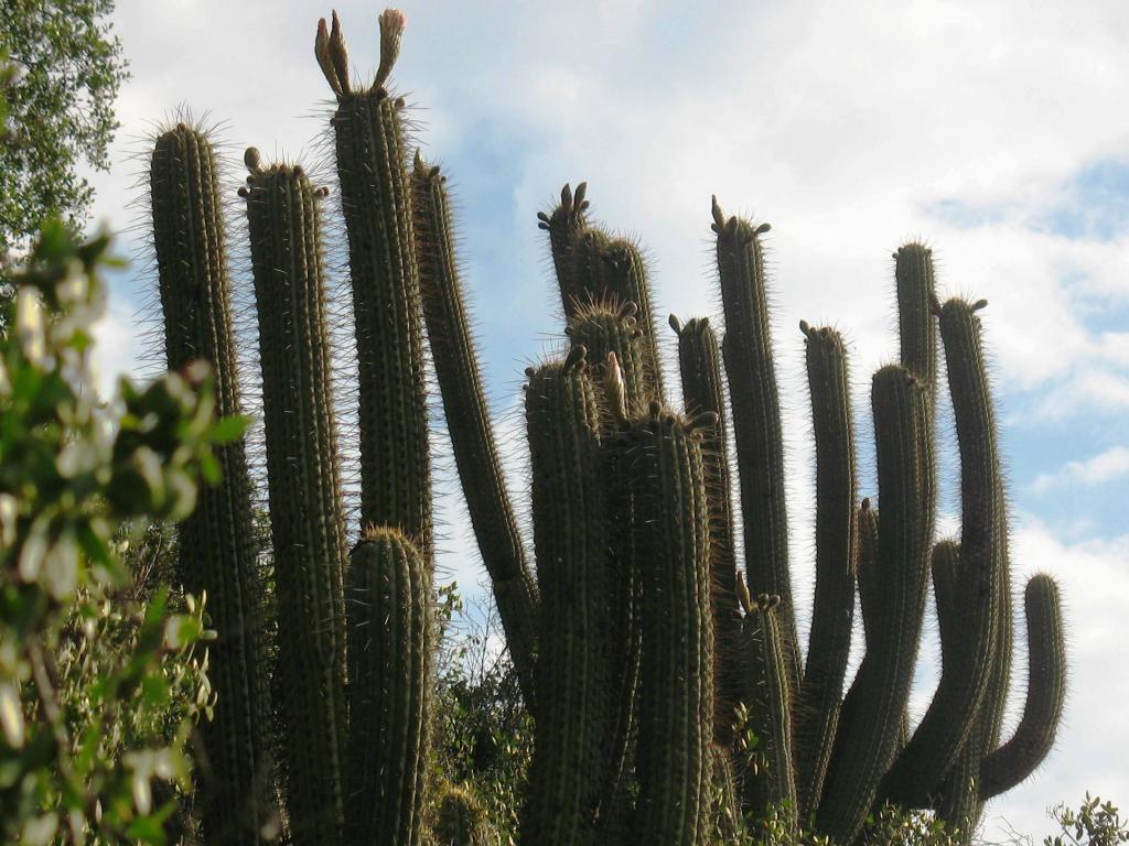 Foto de El Arrayán, Chile