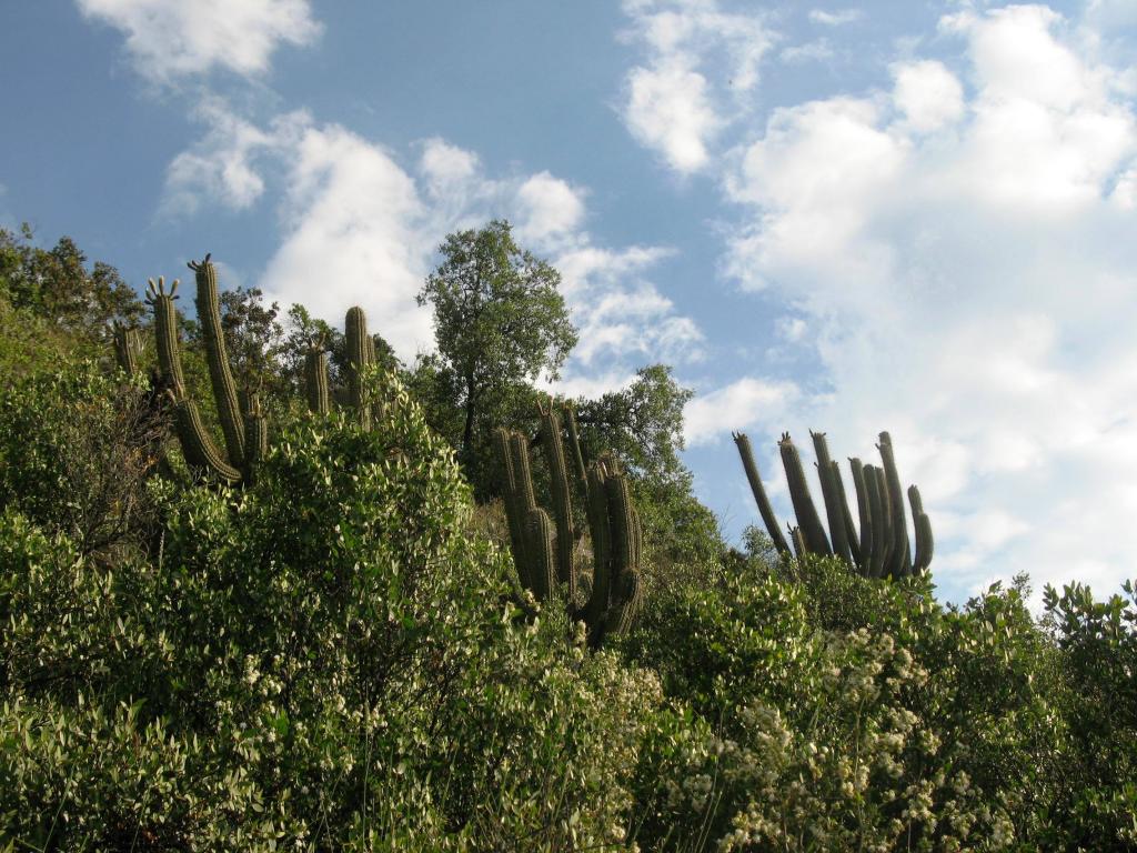 Foto de El Arrayán, Chile