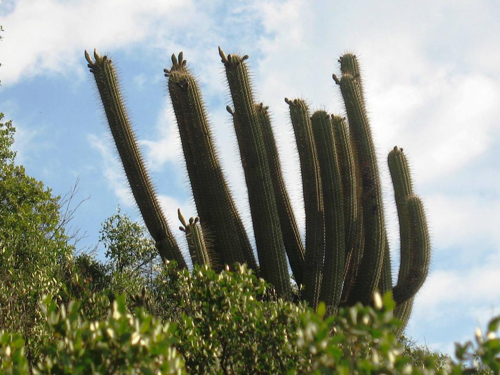 Foto de El Arrayán, Chile