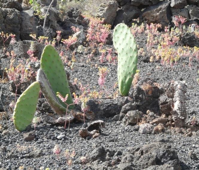 Foto de Lanzarote (Las Palmas), España