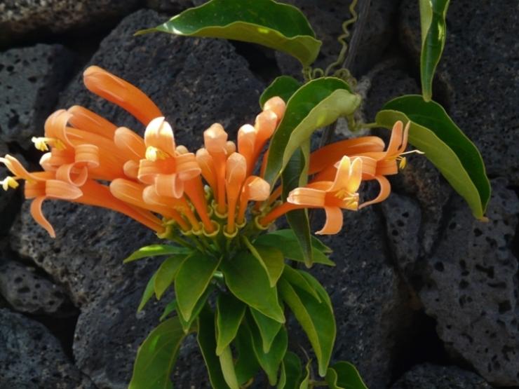 Foto de Lanzarote (Las Palmas), España