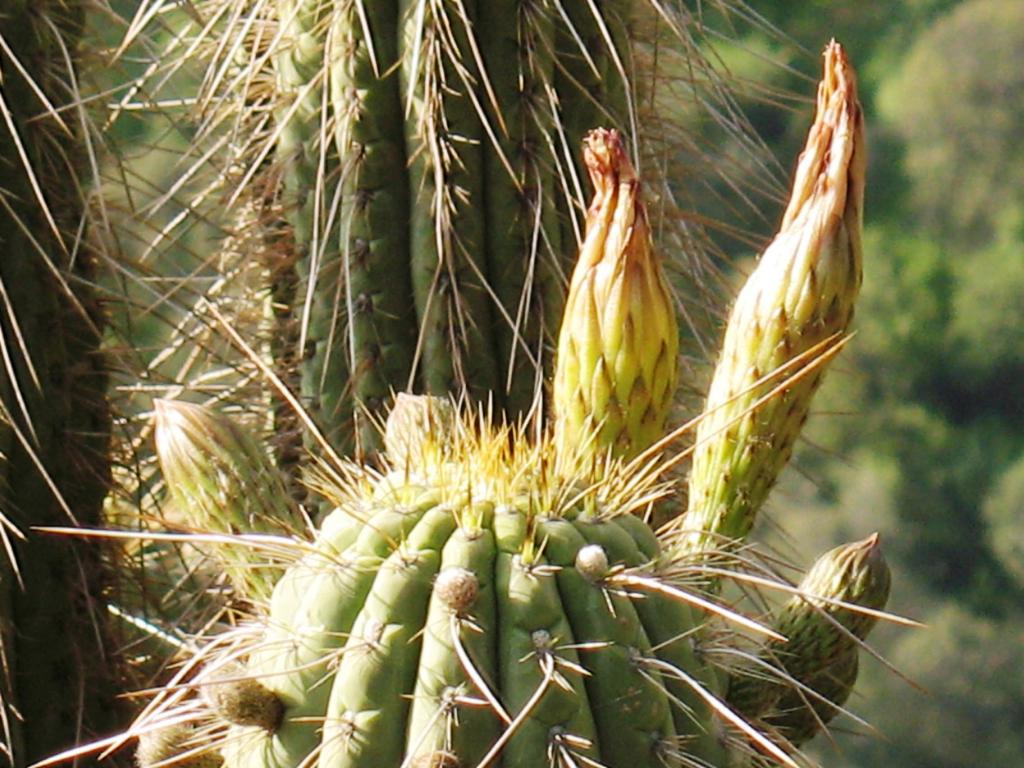 Foto de El Arrayán, Chile