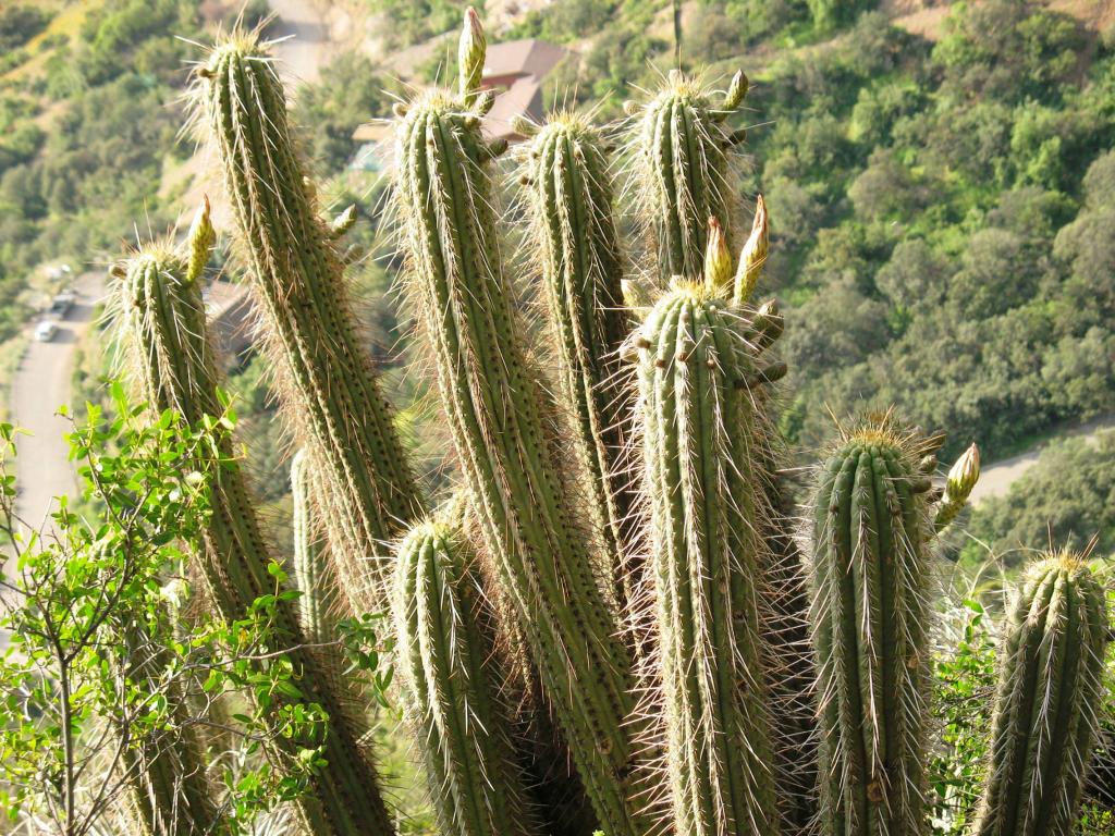 Foto de El Arrayán, Chile