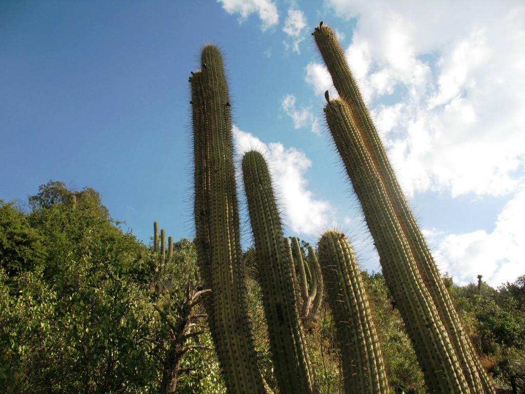 Foto de El Arrayán, Chile