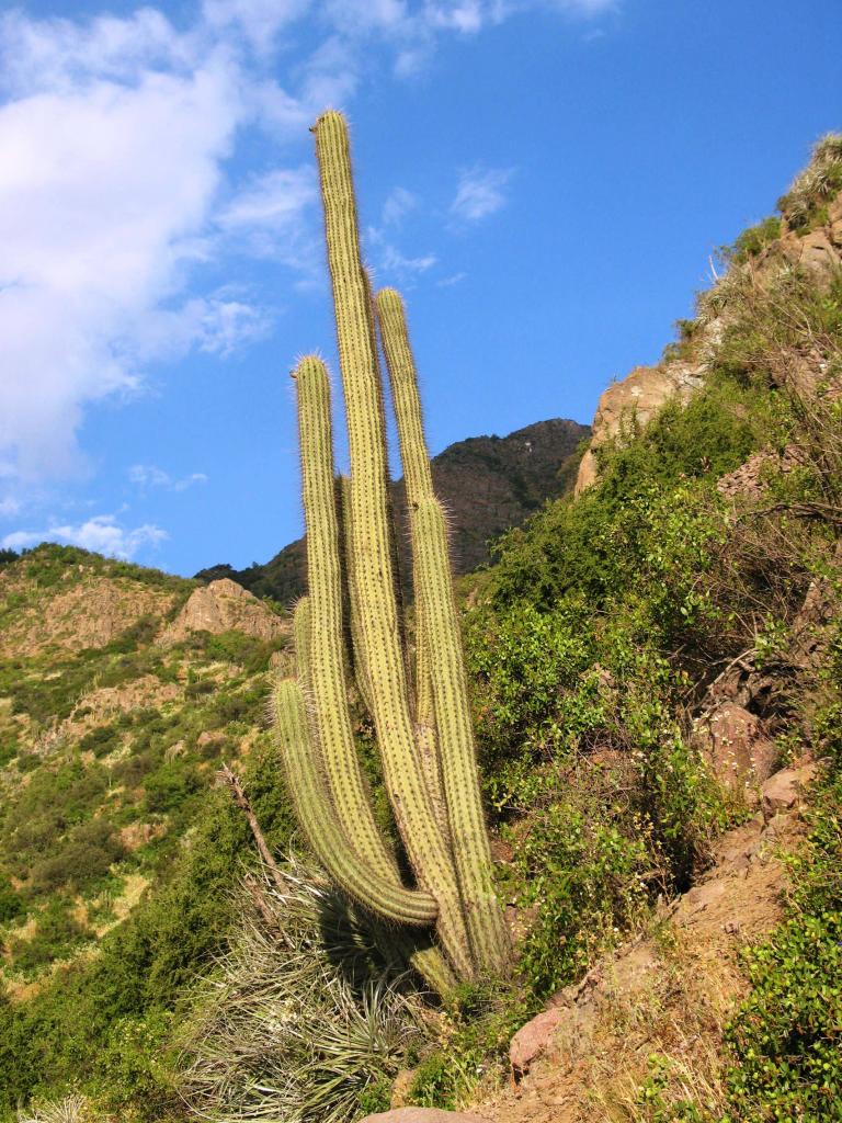 Foto de El Arrayán, Chile