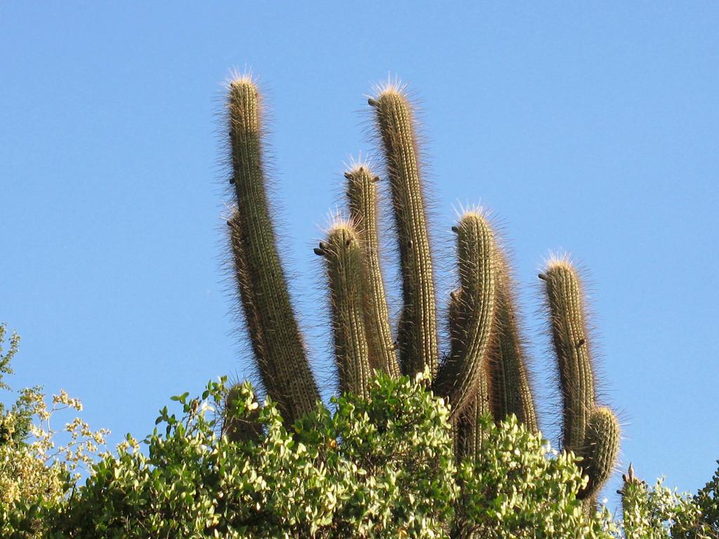 Foto de El Arrayán, Chile