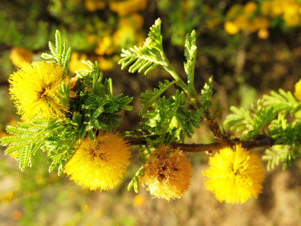 Foto de El Arrayán, Chile