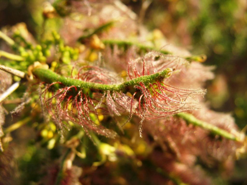 Foto de El Arrayán, Chile