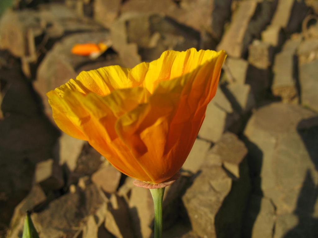 Foto de El Arrayán, Chile