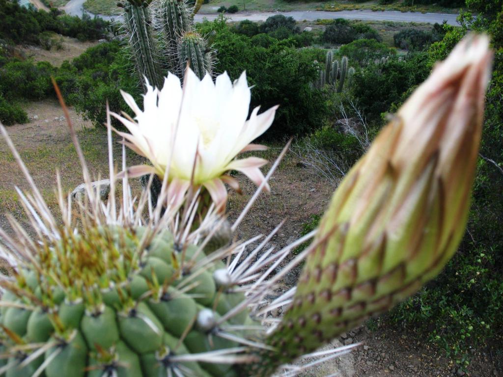 Foto de El Arrayán, Chile