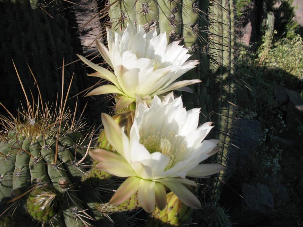 Foto de El Arrayán, Chile