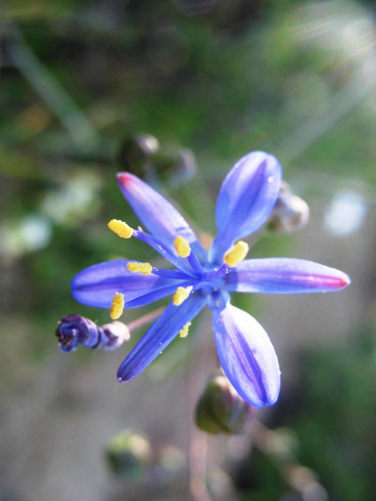 Foto de El Arrayán, Chile