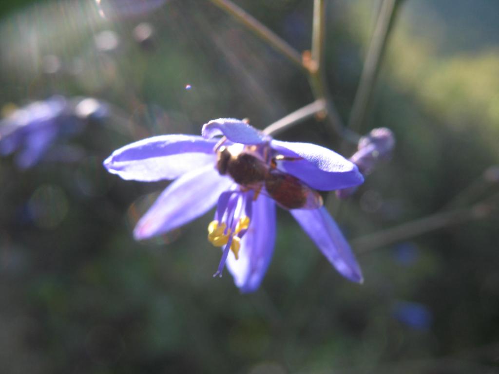 Foto de El Arrayán, Chile