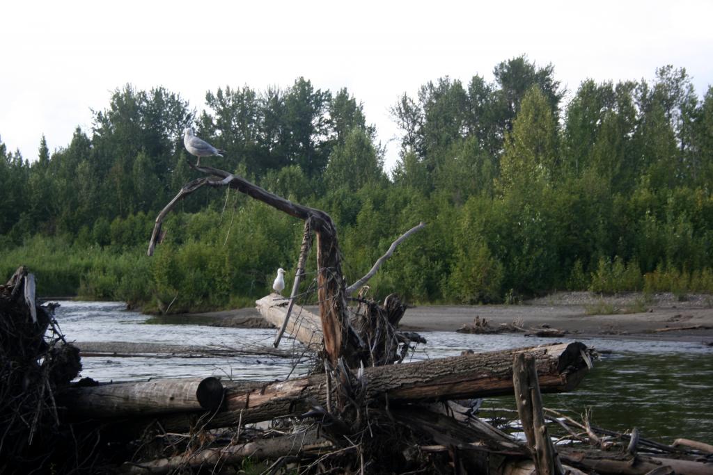 Foto de Lake Creeck (Alaska), Estados Unidos