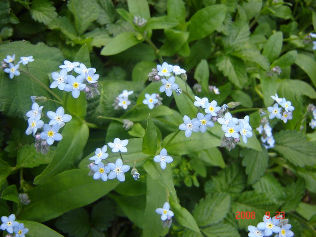 Foto de La Cumbrecita (Córdoba), Argentina