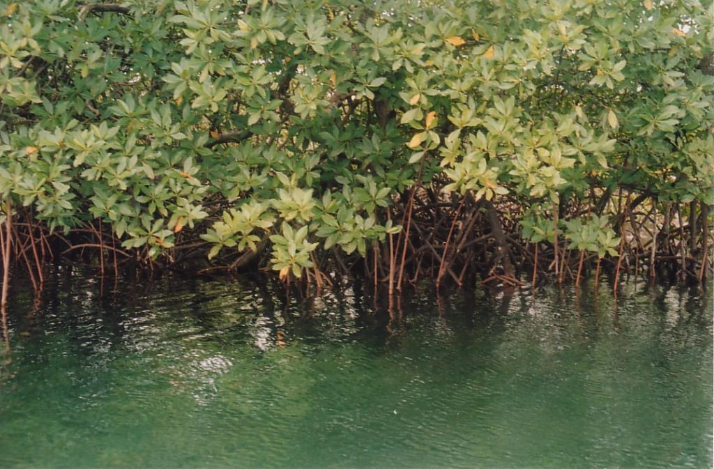 Foto de Bocas del Toro, Panamá