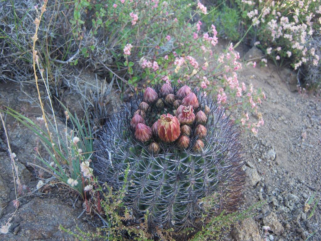 Foto de Lo Barnechea, Chile