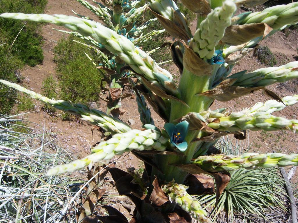 Foto de Lo Barnechea, Chile