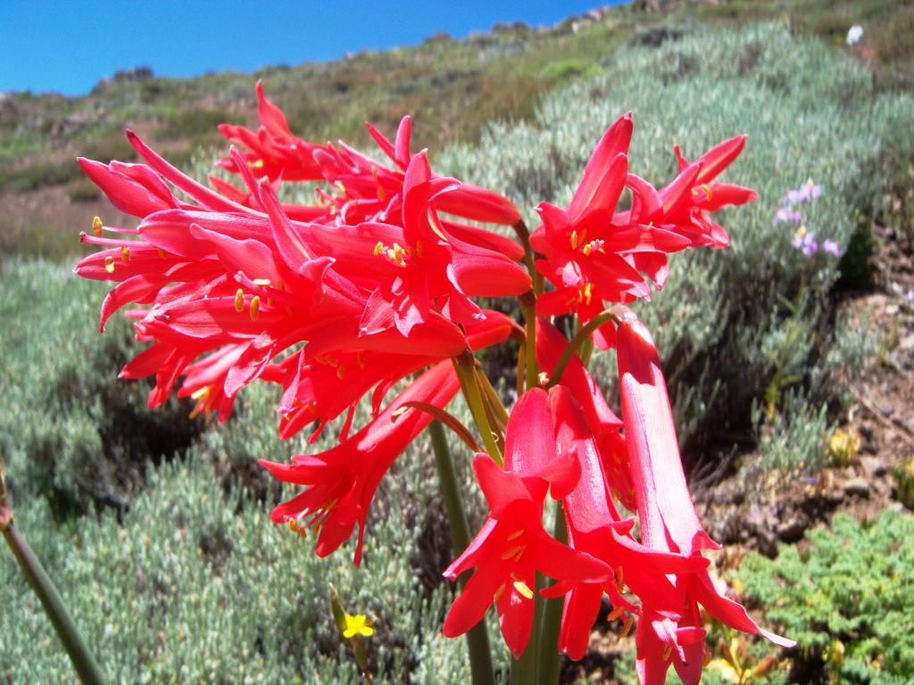 Foto de Lo Barnechea, Chile