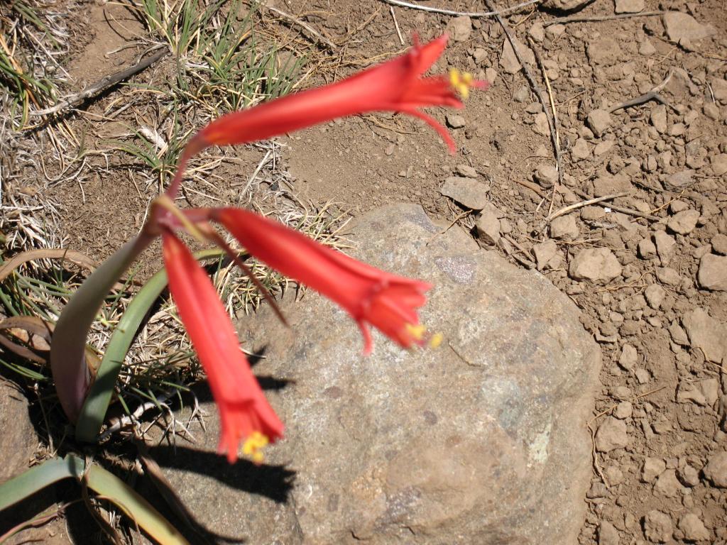 Foto de Lo Barnechea, Chile