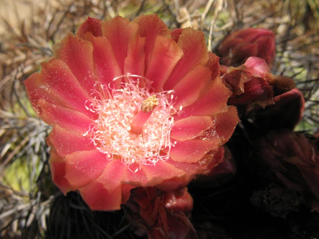 Foto de Lo Barnechea, Chile