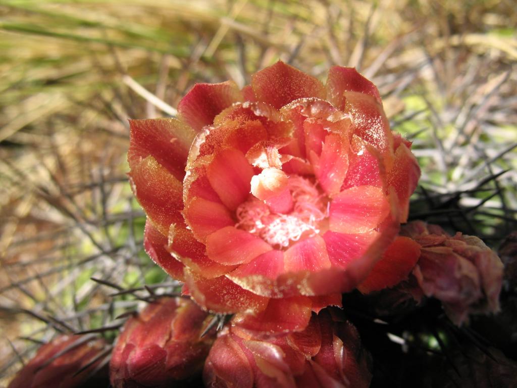 Foto de Lo Barnechea, Chile