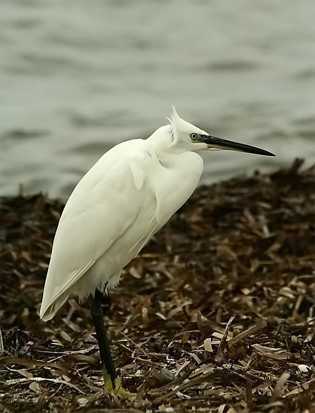 Foto de Delta de l'Ebre (Tarragona), España