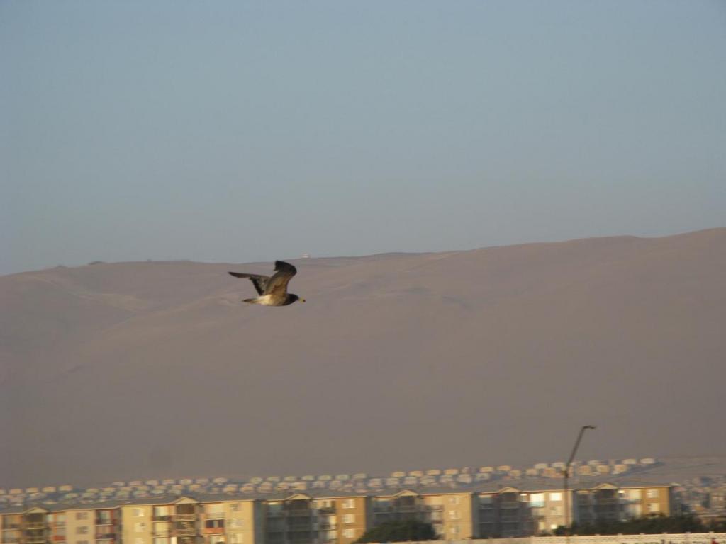 Foto de Arica, Chile