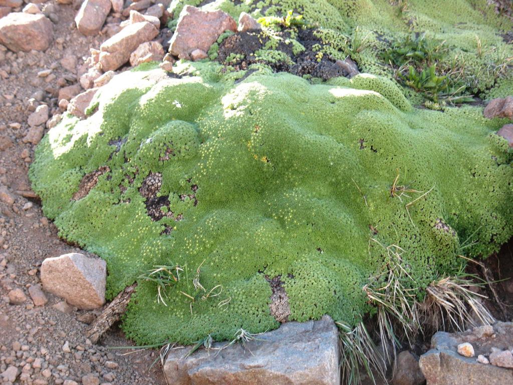 Foto de La Parva, Chile