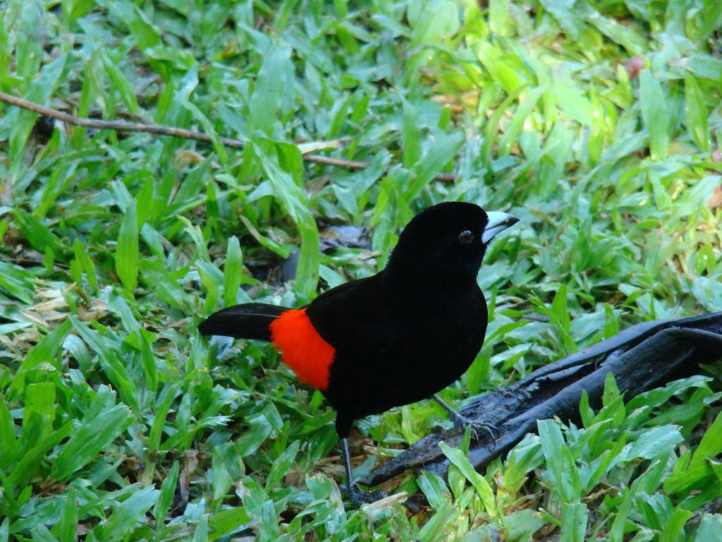 Foto de Sarapiqui, Costa Rica