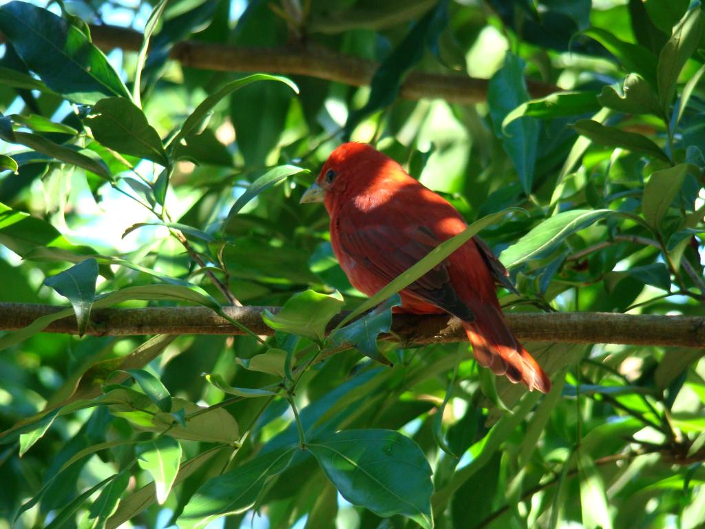 Foto de Sarapiqui, Costa Rica