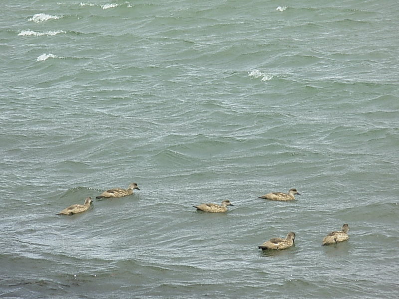 Foto de Puerto Natales, Chile