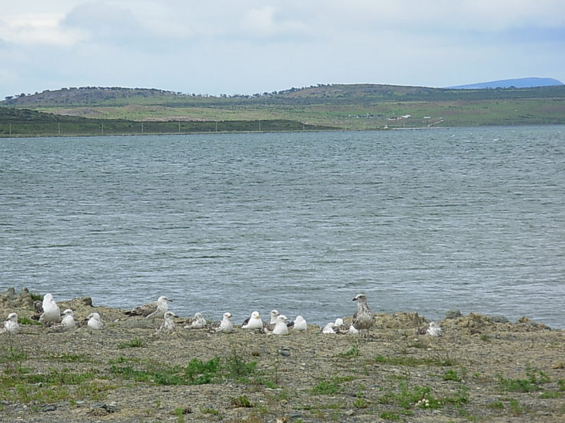 Foto de Puerto Natales, Chile