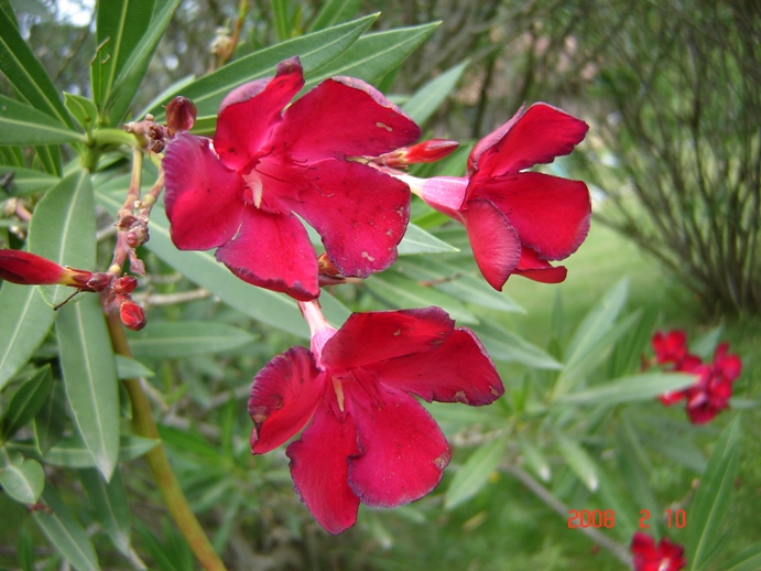 Foto de Cañuelas, Buenos Aires, Argentina