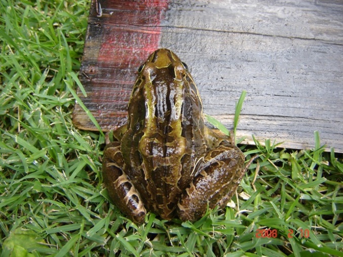 Foto de Cañuelas, Buenos Aires, Argentina