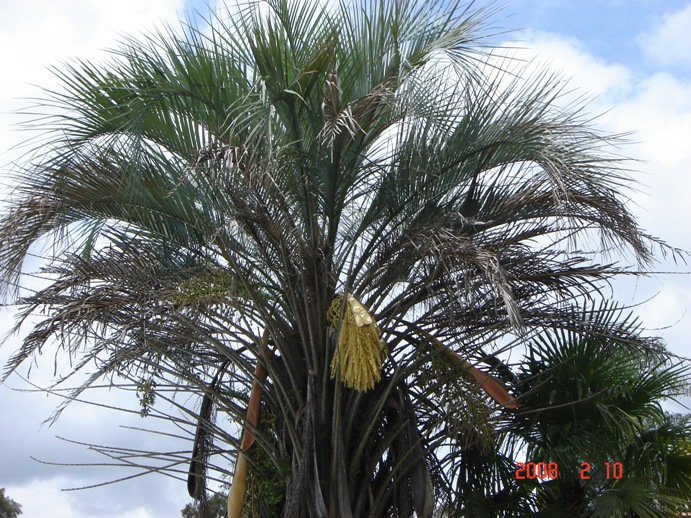 Foto de Cañuelas, Buenos Aires, Argentina