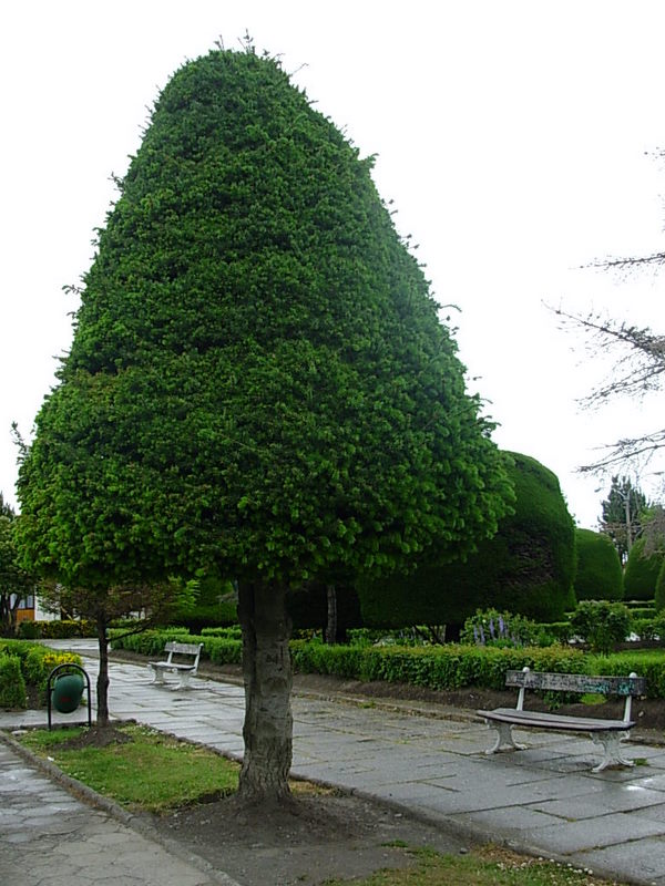 Foto de Puerto Natales, Chile