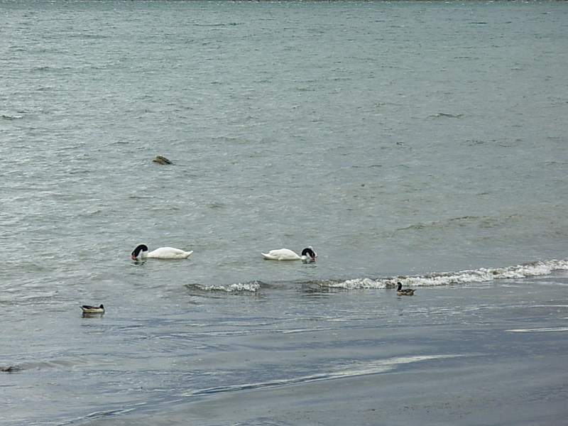 Foto de Puerto Natales, Chile