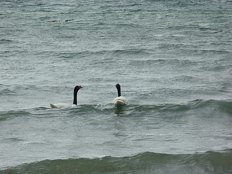 Foto de Puerto Natales, Chile