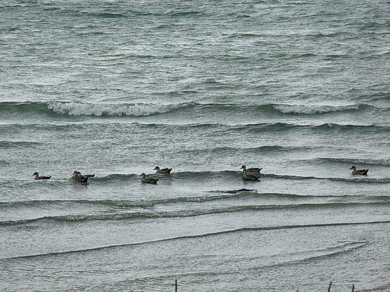 Foto de Puerto Natales, Chile