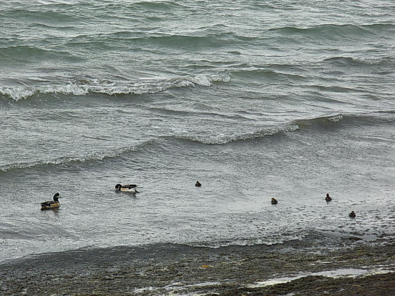 Foto de Puerto Natales, Chile