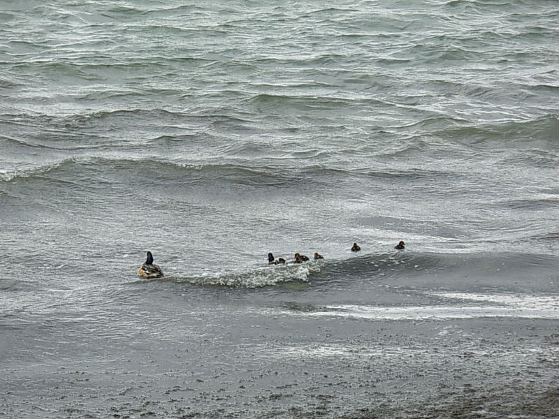 Foto de Puerto Natales, Chile