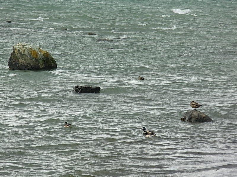 Foto de Puerto Natales, Chile