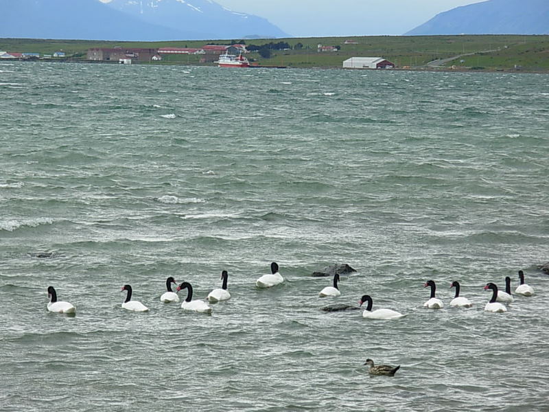 Foto de Puerto Natales, Chile