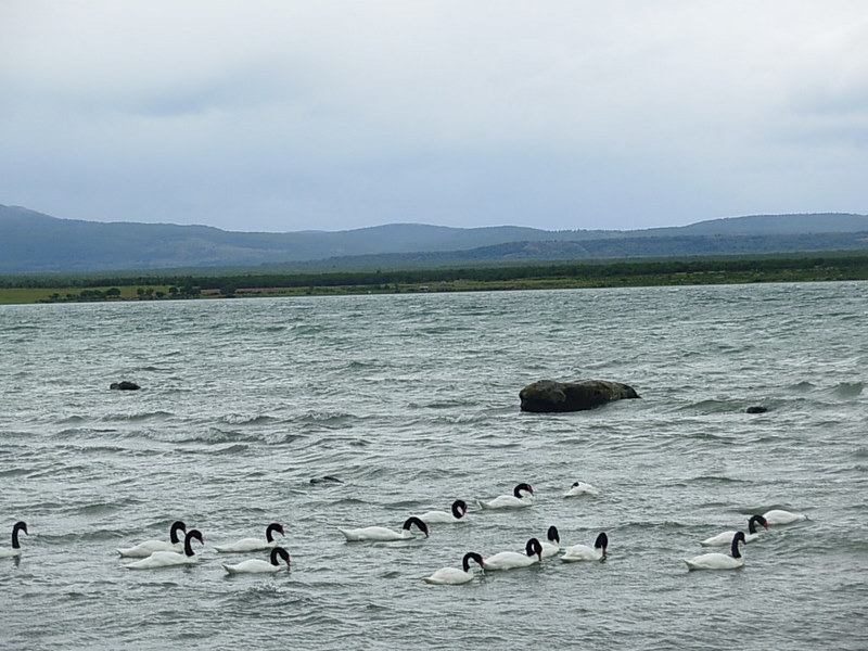 Foto de Puerto Natales, Chile